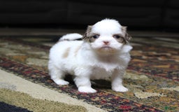 Shih Tzu dogs for sale: Macy - Image 3