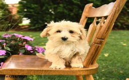 Maltipoo dogs for sale: Muddles - Image 3