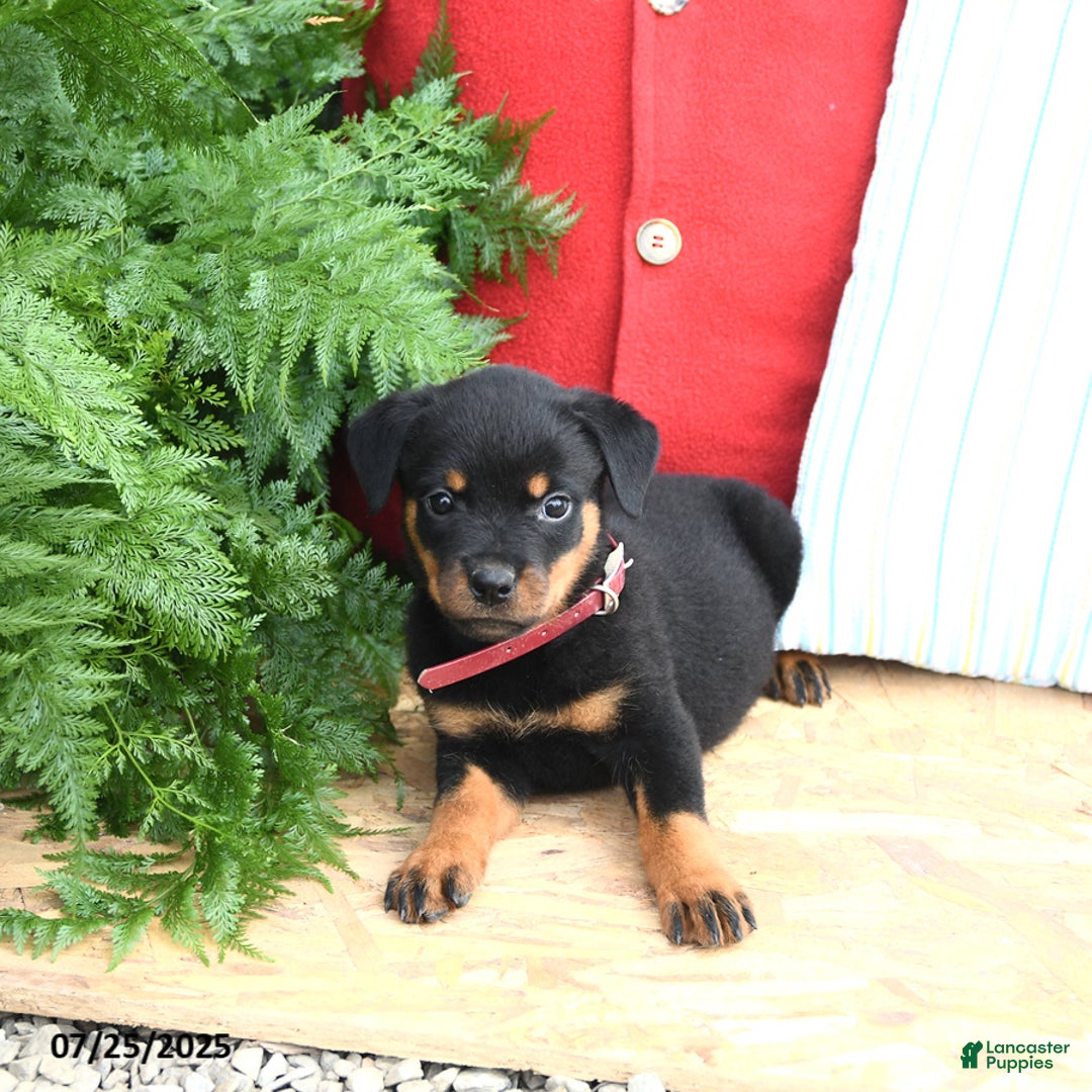 Rottweiler dogs for sale: Reese - Image 2