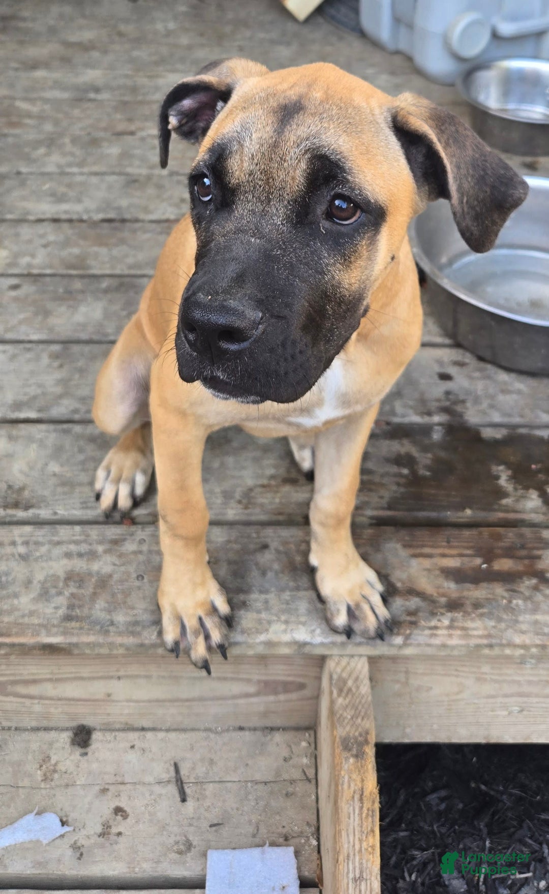 Cane Corso dogs for sale: Tiny - Image 6