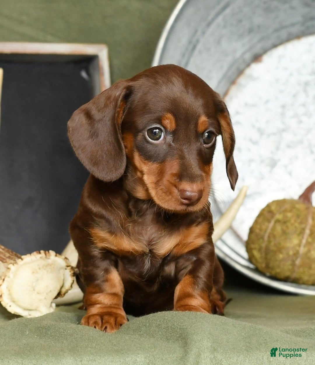 Miniature Dachshund dogs for sale: Heidi - Image 9