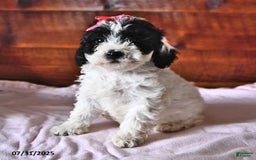 Miniature Poodle dogs for sale: Aster - Image 1
