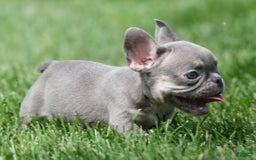 French Bulldog dogs for sale: A J - Image 7