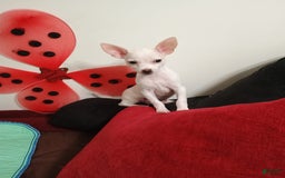 Chihuahua dogs for sale: Butters. Toy - Image 2