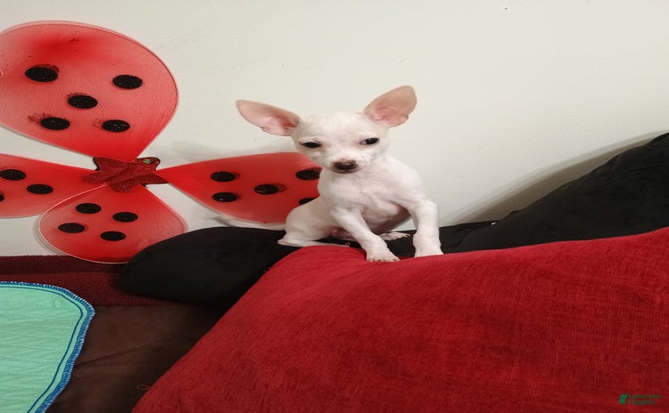 Chihuahua dogs for sale - Ad 1