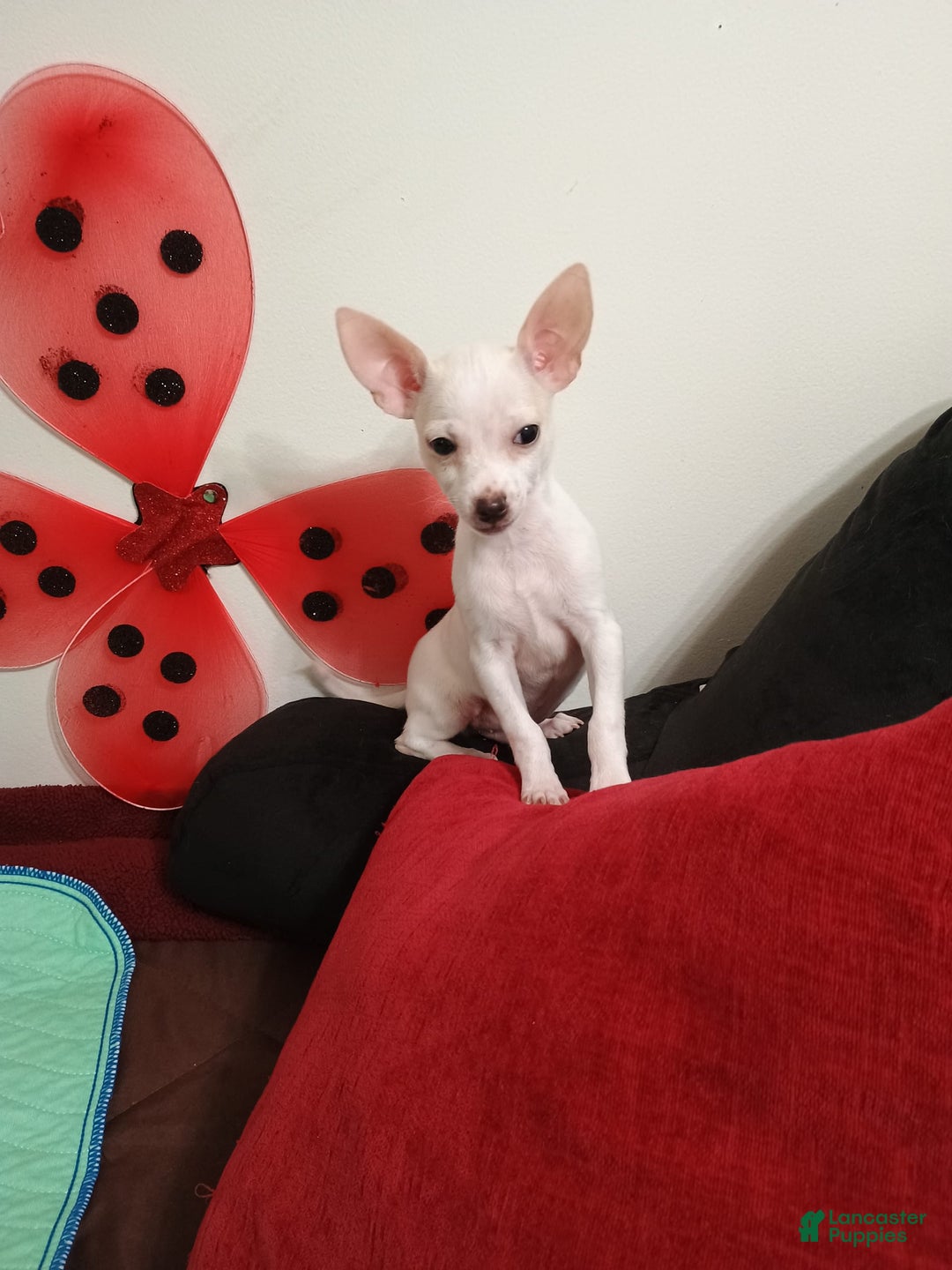 Chihuahua dogs for sale: Butters. Toy - Image 2