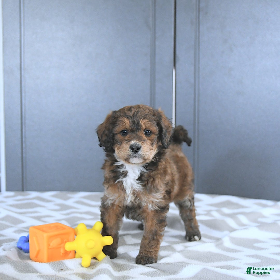 Mini Bernedoodle dogs for sale: Khloe - Image 5