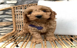 Cockapoo dogs for sale: Finn - Image 10