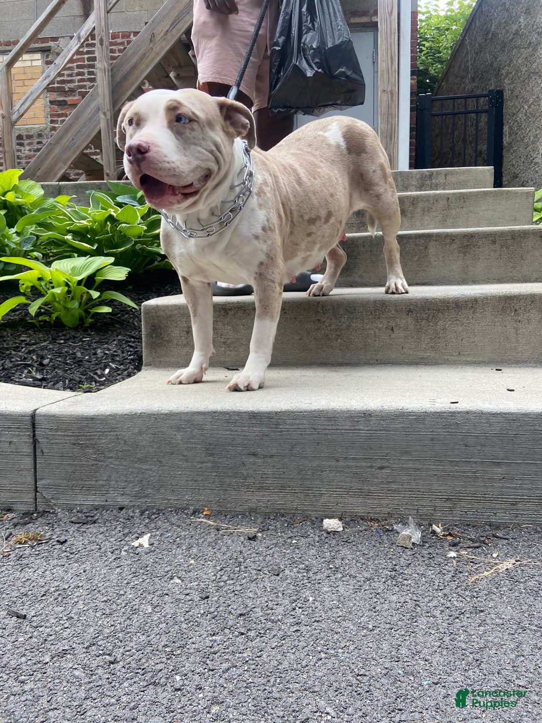 American Bully dogs for sale: Dime - Image 14