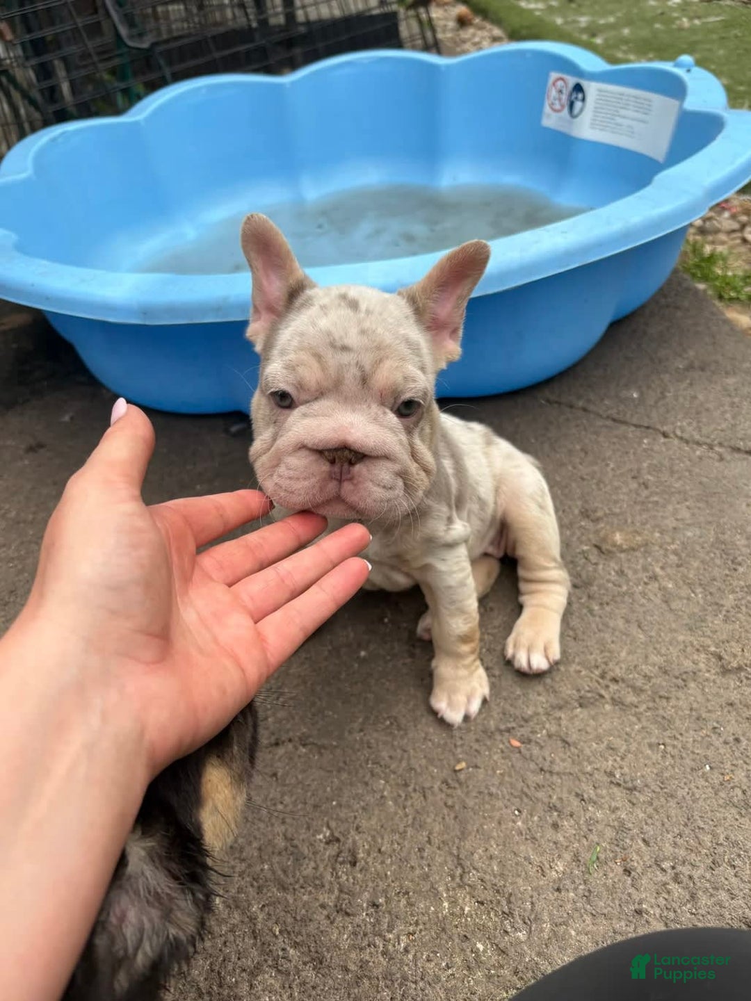 French Bulldog dogs for sale: Bella - Image 3