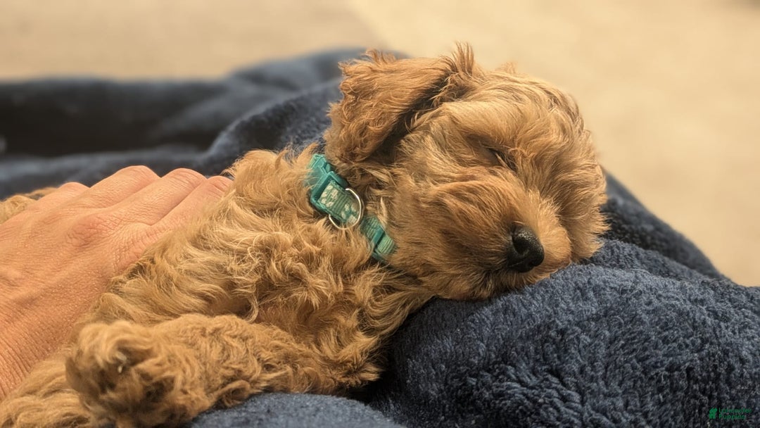 Cockapoo dogs for sale: Willow - Image 4
