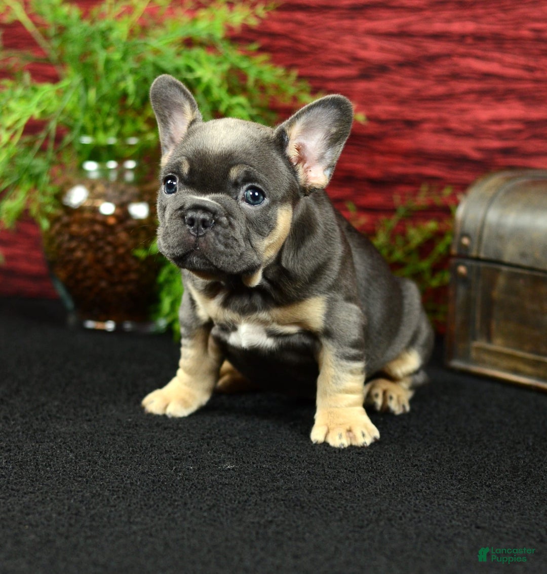 French Bulldog dogs for sale: French Bulldog 3 puppies - Image 8