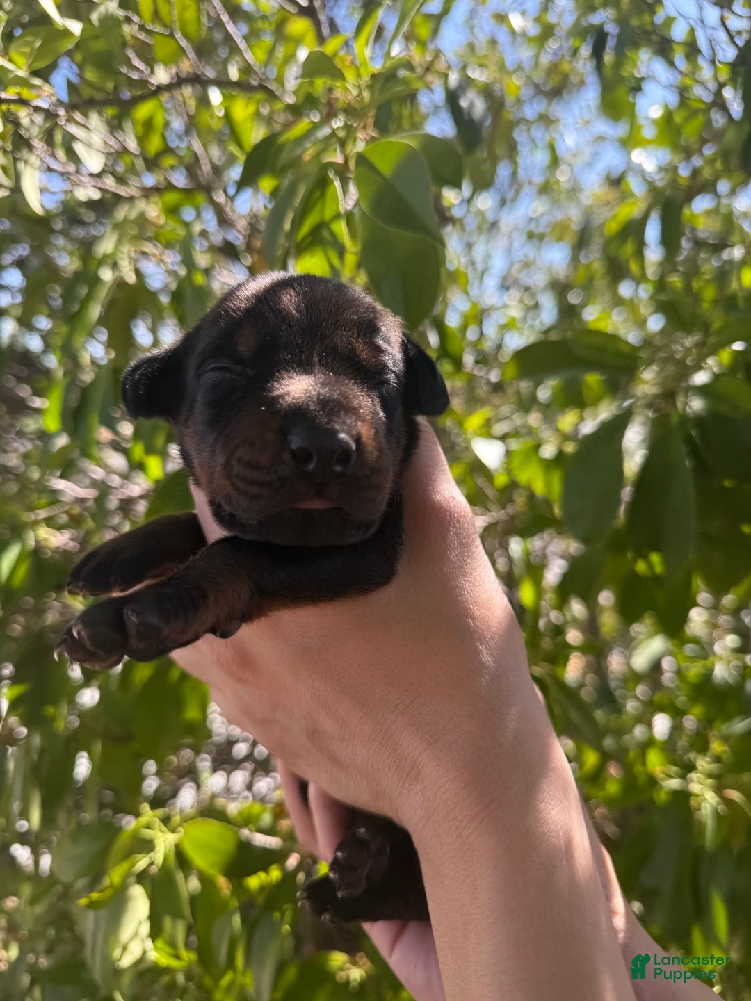 Doberman Pinscher dogs for sale: Black Collar - Image 5