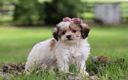 Shihpoo dogs for sale: Sabrina - Image 3