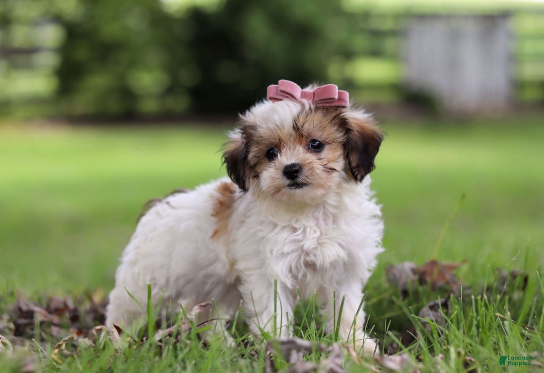 Shihpoo dogs for sale: Sabrina - Image 3