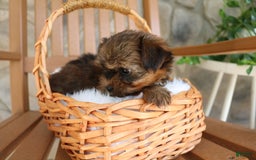 Shorkie dogs for sale: Koda - Image 2