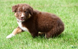 Australian Shepherd dogs for sale: Jax - Image 5