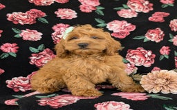 Cockapoo dogs for sale: Elisa - Image 14
