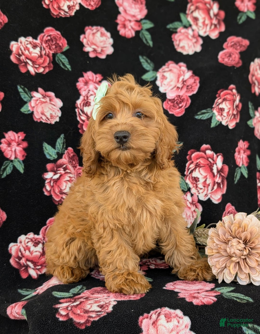 Cockapoo dogs for sale: Elisa - Image 14