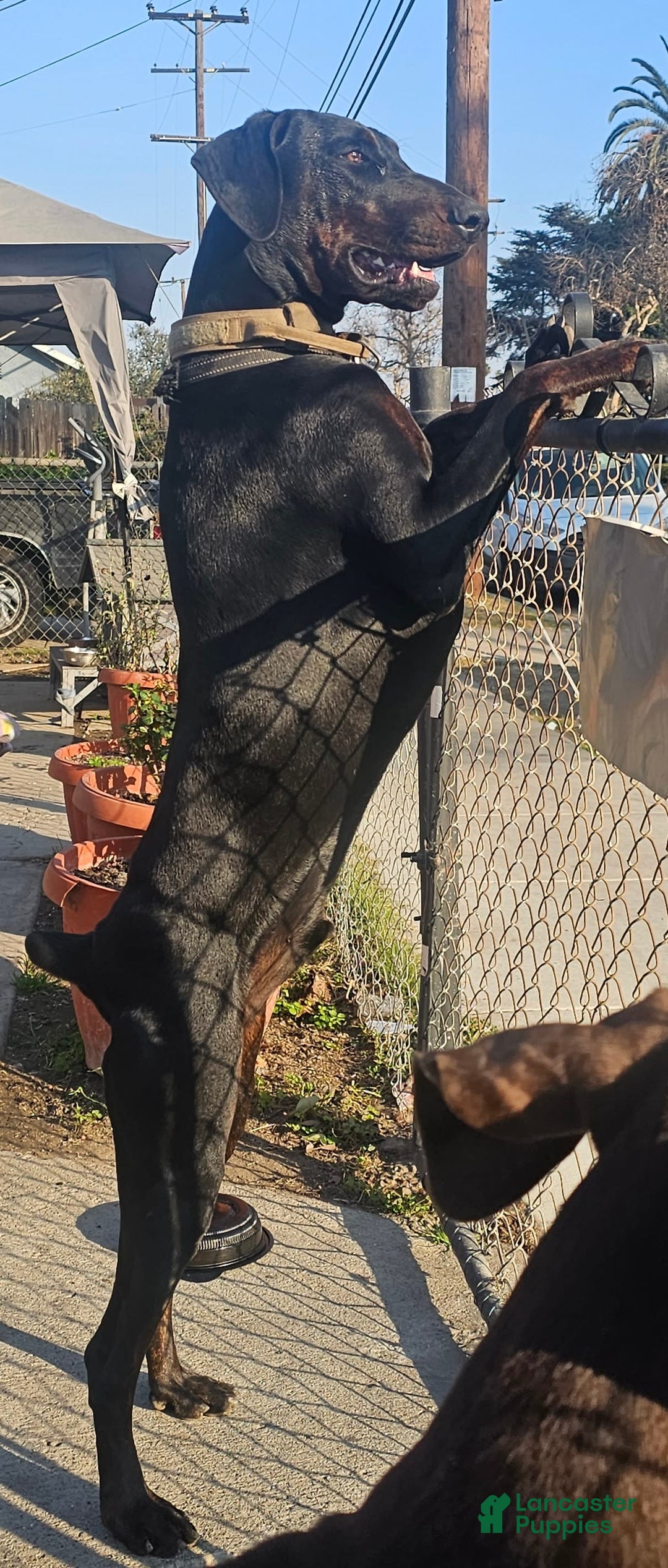 Doberman Pinscher dogs for sale: Dobermen - Image 6