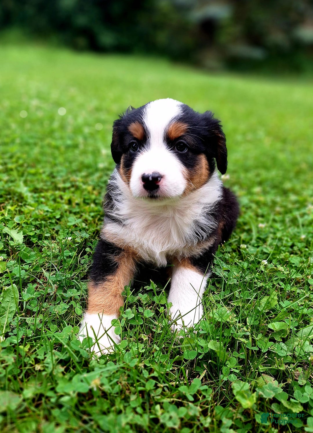 Australian Shepherd dogs for sale: Parker - Image 2