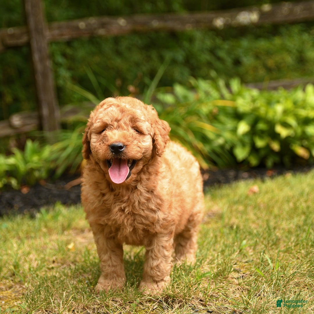 Mini Goldendoodle dogs for sale: Rover - Image 4