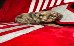 Mini Aussiedoodle dogs for sale: Ringo - Image 7