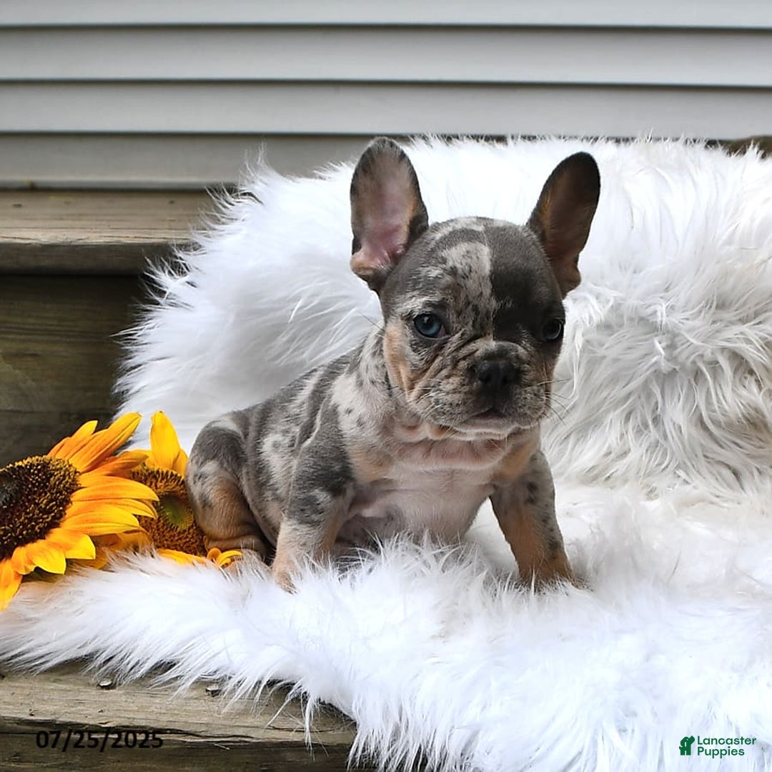 French Bulldog dogs for sale: Half And Half - Image 9