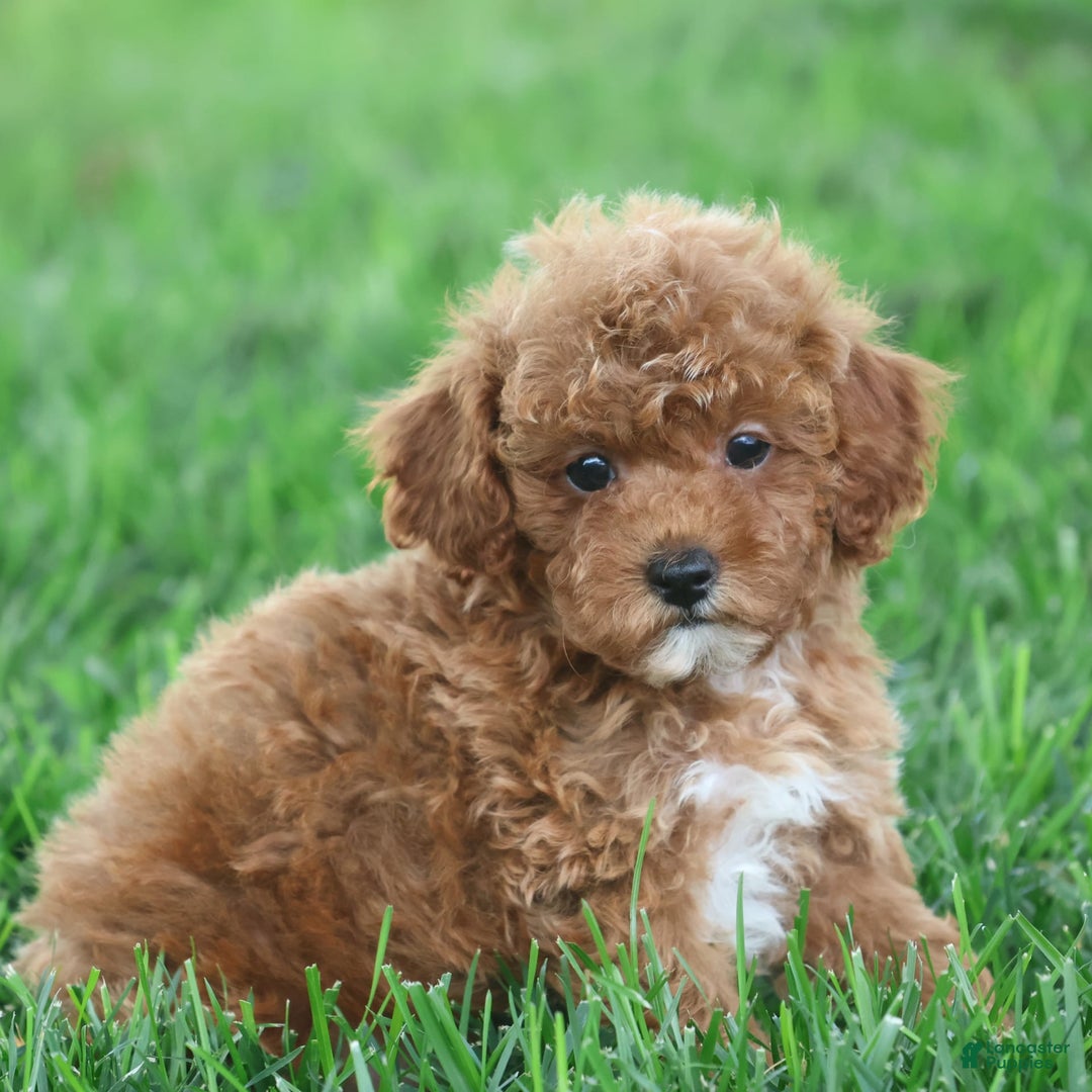 Toy Poodle dogs for sale: Ellie - Image 10