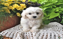 Cavachon dogs for sale: Maggie - Image 9