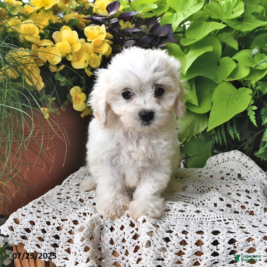 Cavachon dogs for sale: Maggie - Image 9