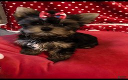 Yorkshire Terrier dogs for sale: Princess Bella Marie - Image 1