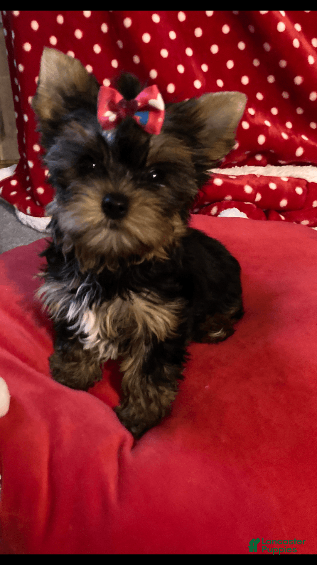 Yorkshire Terrier dogs for sale: Princess Bella Marie - Image 1