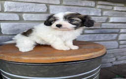 Teddy Bear dogs for sale: Elliott - Image 20