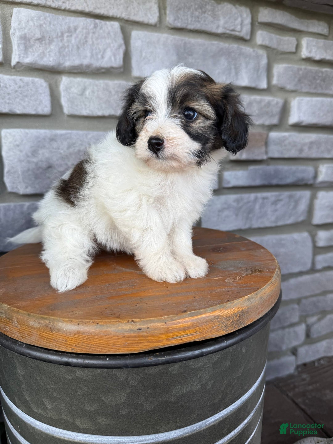 Teddy Bear dogs for sale: Elliott - Image 20