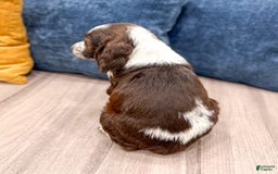 English Springer Spaniel dogs for sale: Lella - Image 4
