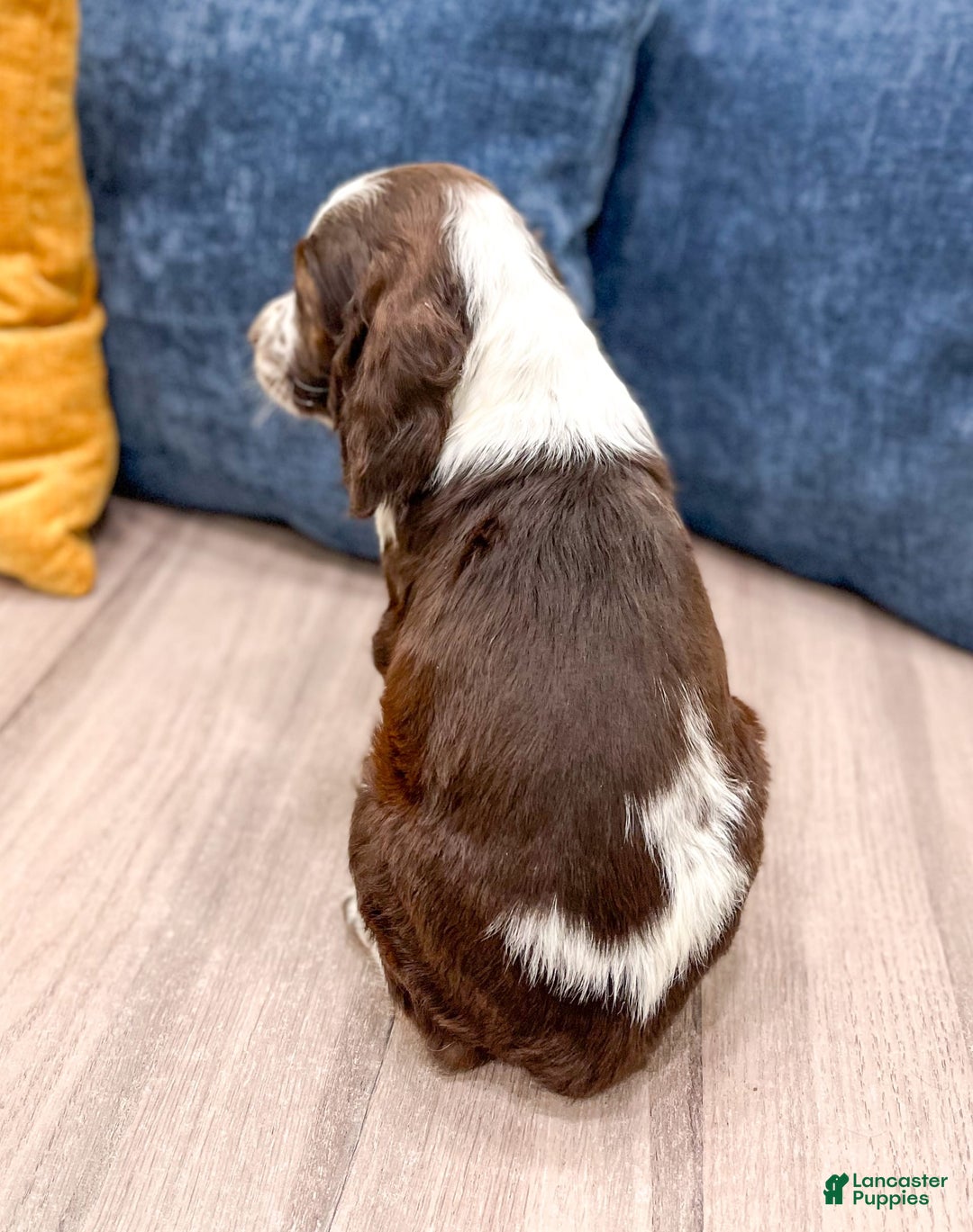 English Springer Spaniel dogs for sale: Lella - Image 4