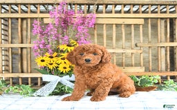 Mini Goldendoodle dogs for sale: Kassia - Image 3