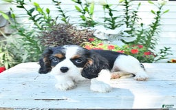 Cavalier King Charles Spaniel dogs for sale: Lilly - Image 7