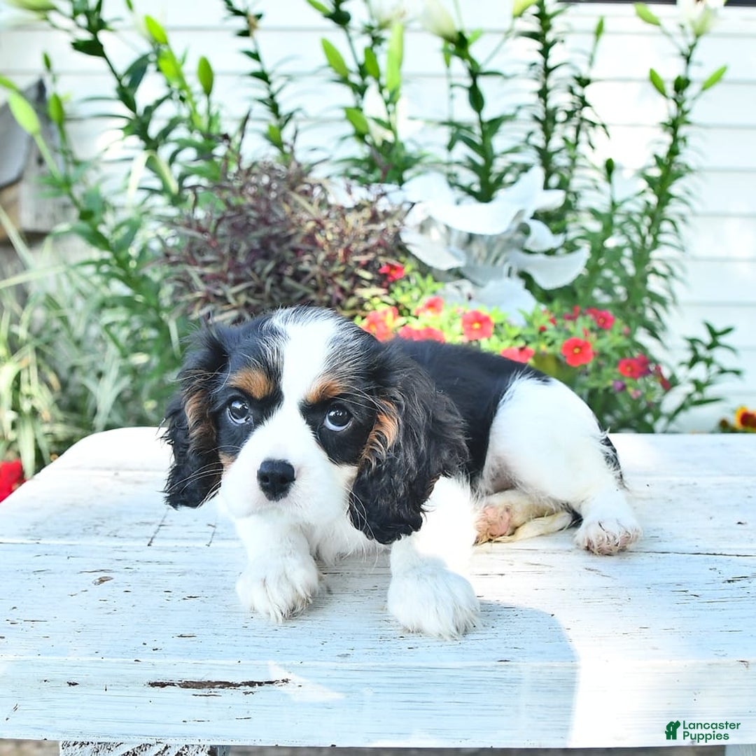 Cavalier King Charles Spaniel dogs for sale: Lilly - Image 7
