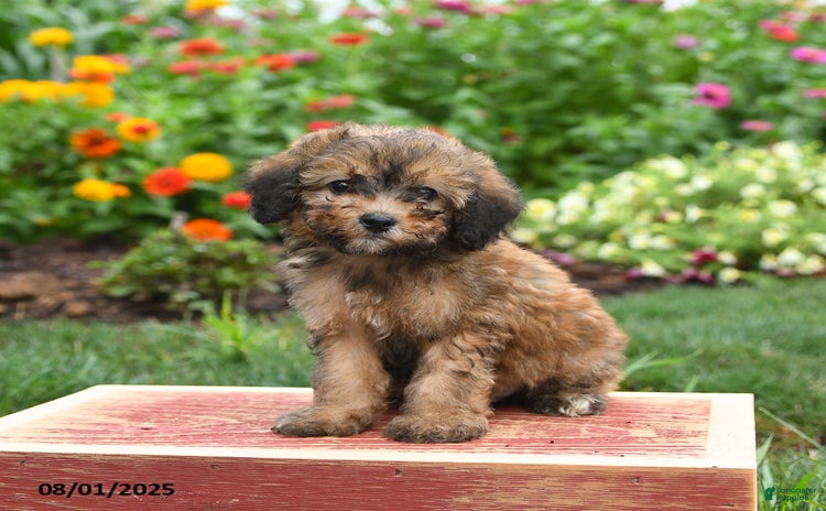 Miniature Poodle dogs for sale - Ad 1