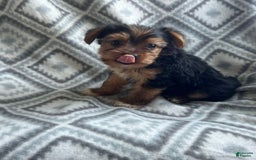 Yorkshire Terrier dogs for sale: Stevie - Image 4