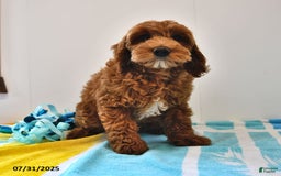 Mini Goldendoodle dogs for sale: Daisy - Image 25