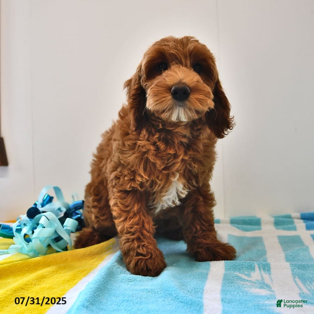 Mini Goldendoodle dogs for sale: Daisy - Image 25
