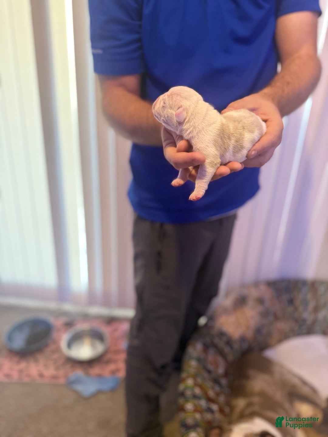 Olde English Bulldogge dogs for sale: Olde English Bulldogge 2 puppies - Image 2