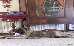 English Mastiff dogs for sale: Angel - Image 10