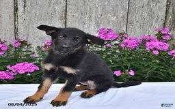 German Shepherd dogs for sale: Megan - Image 3