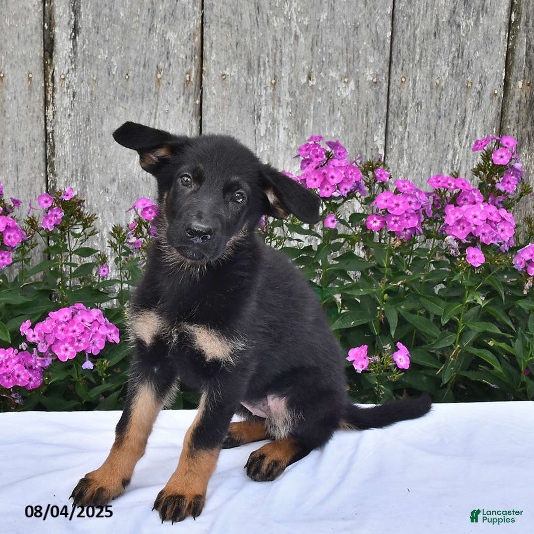 German Shepherd dogs for sale: Megan - Image 3