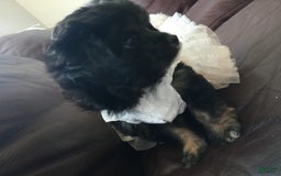 Shihpoo dogs for sale: Pomshihpoo Female Puppy🖤 - Image 6