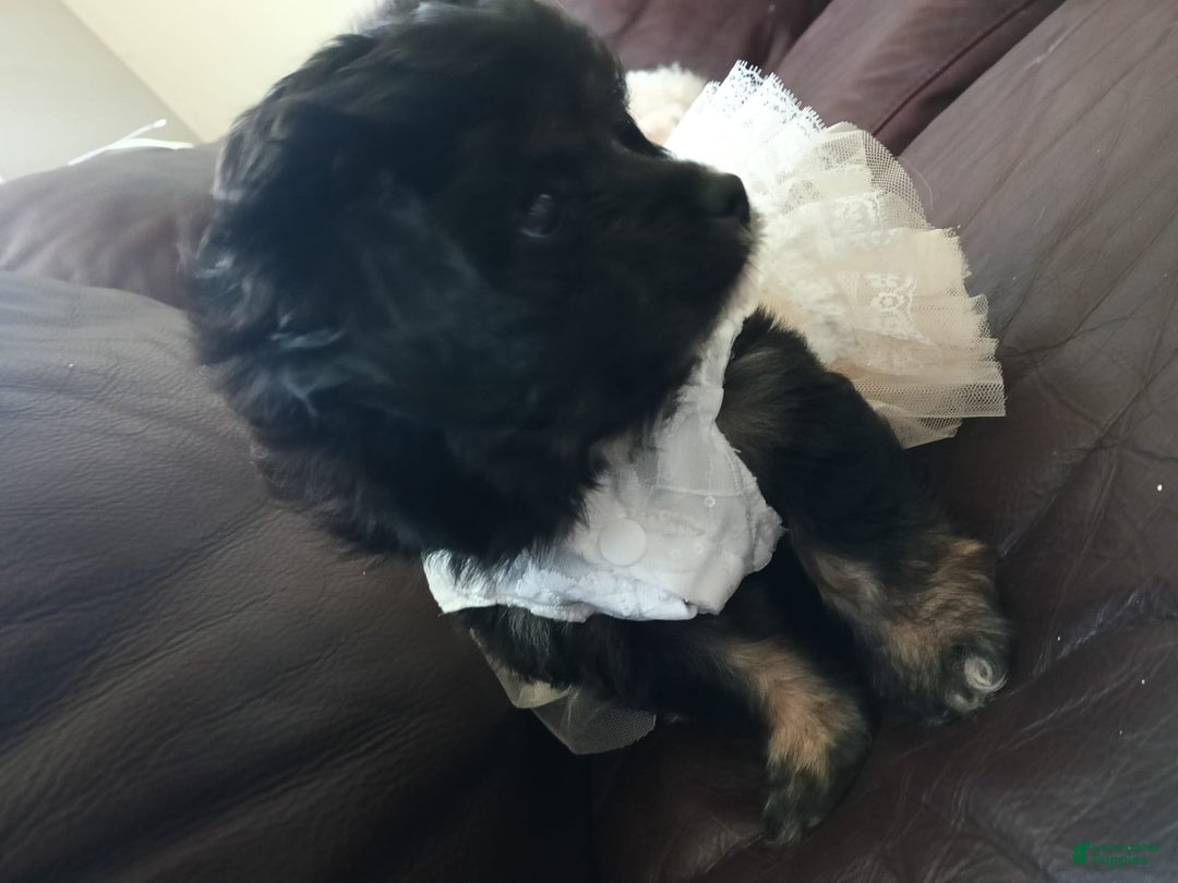 Shihpoo dogs for sale: Pomshihpoo Female Puppy🖤 - Image 6